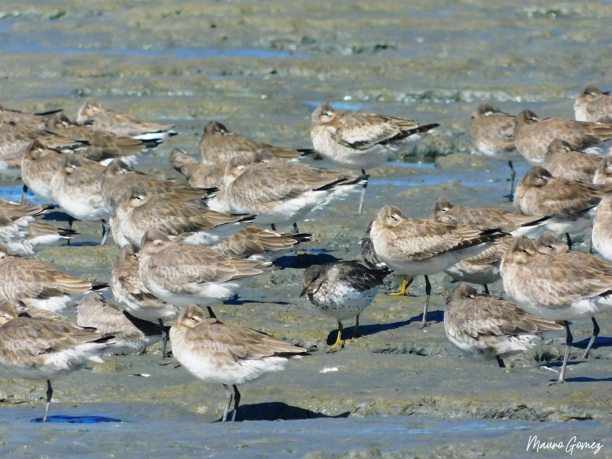 Surfbird - ML277813351