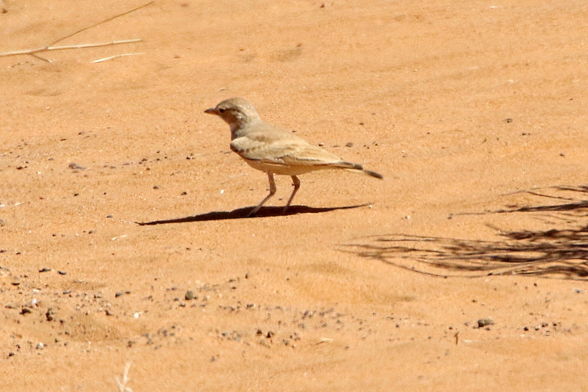 skřivan pruhoocasý - ML277813361