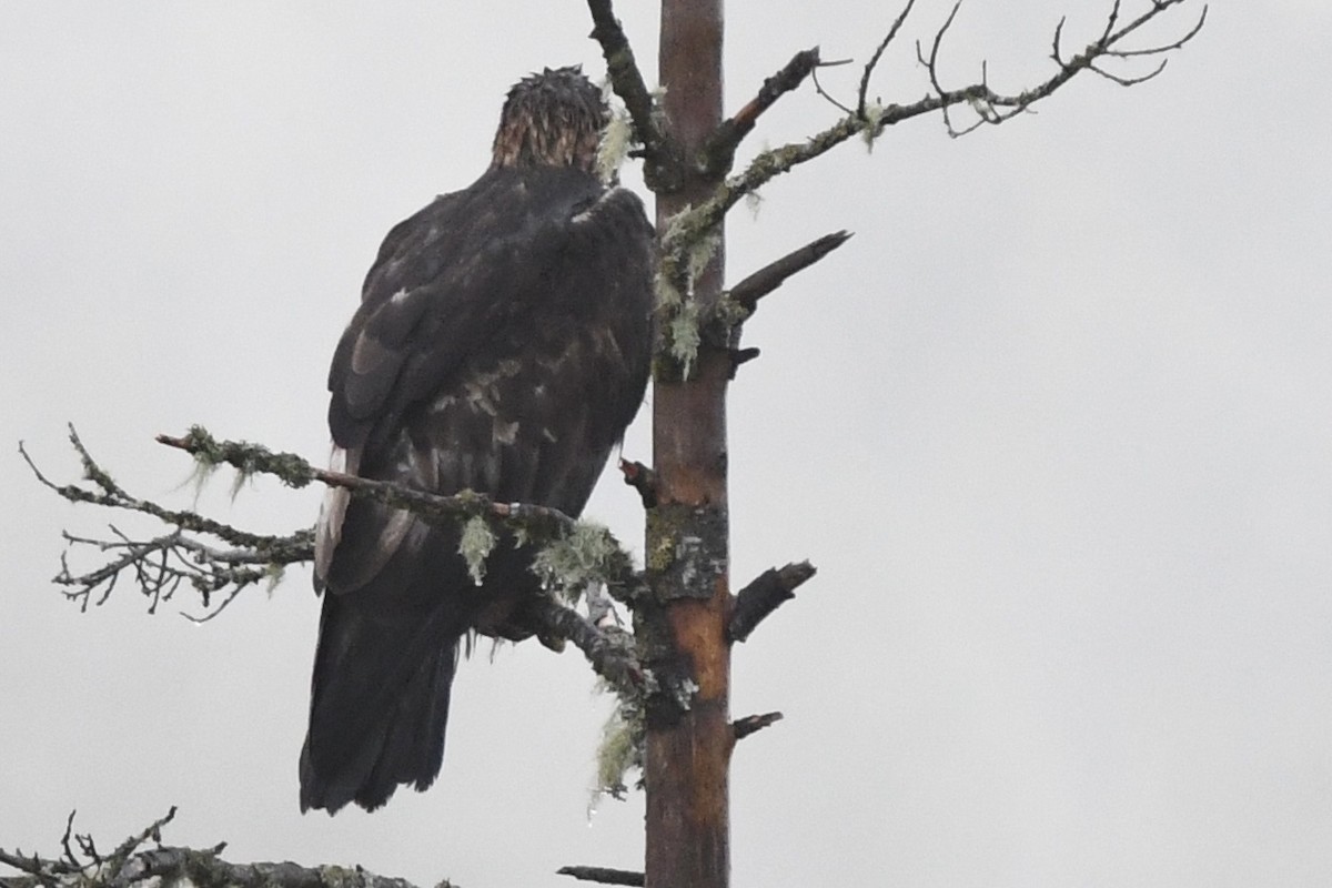 Беркут - ML277813521