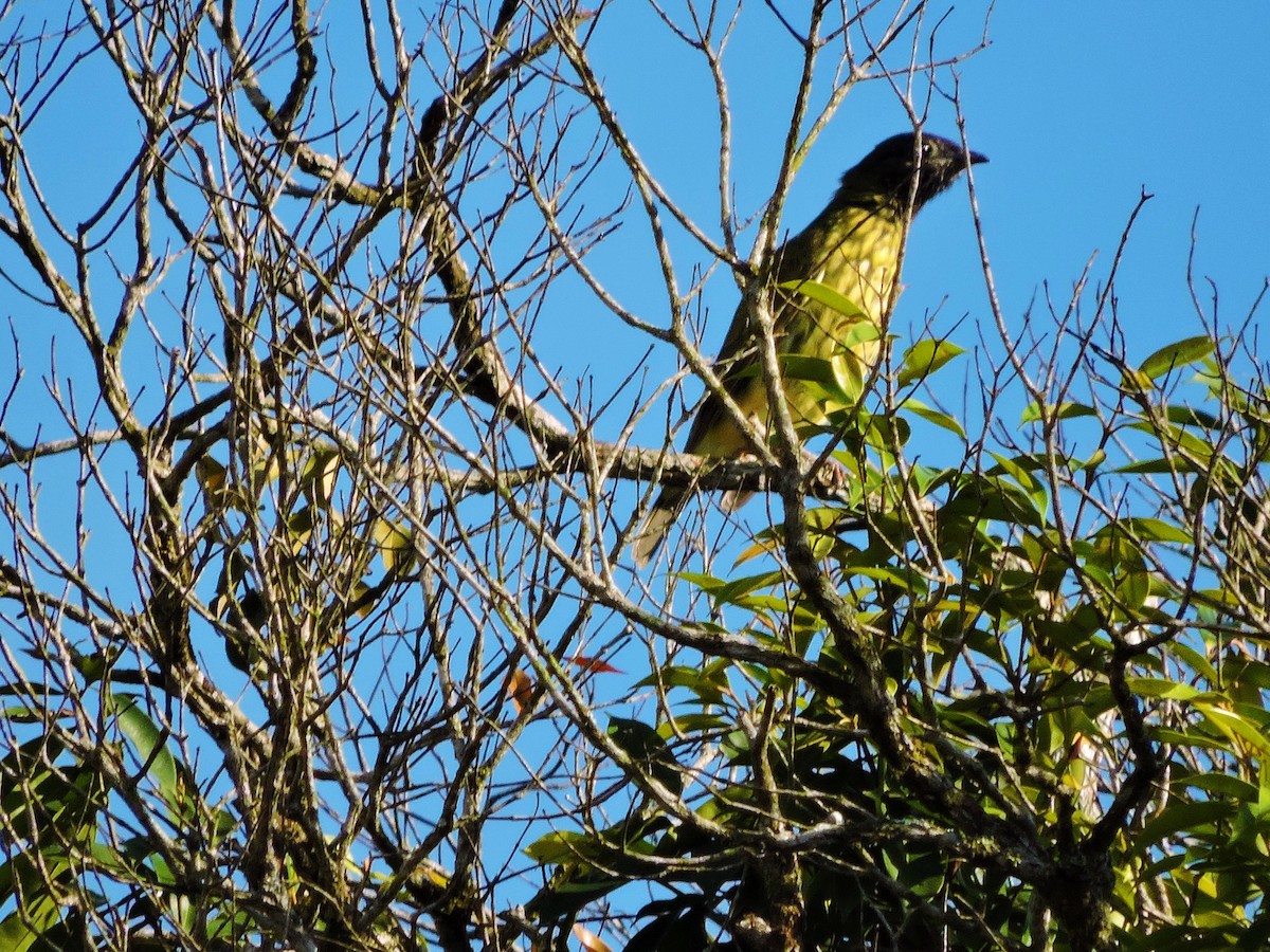 Bare-throated Bellbird - ML27781361