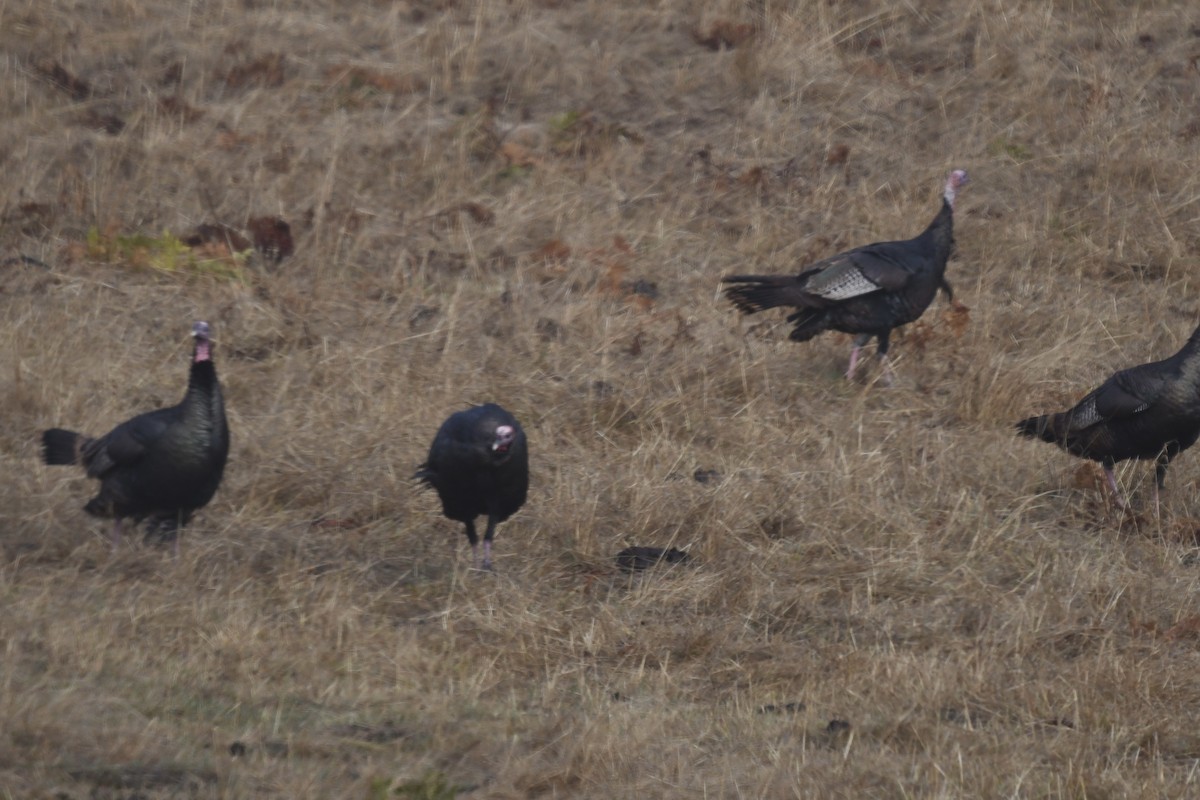 Індик великий - ML277813841