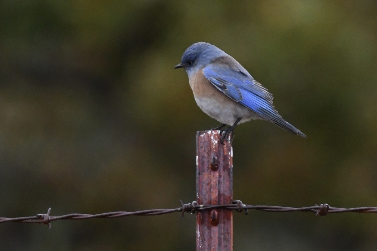 Блакитник західний - ML277813931