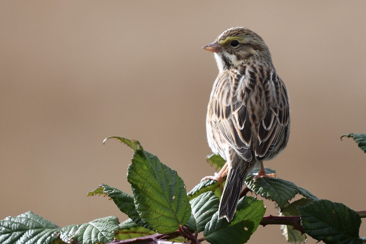 Пасовник савановий - ML277814011