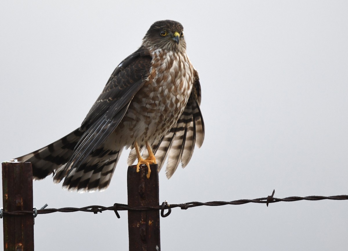 Яструб неоарктичний - ML277814101