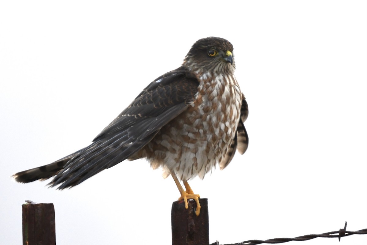 Яструб неоарктичний - ML277814111