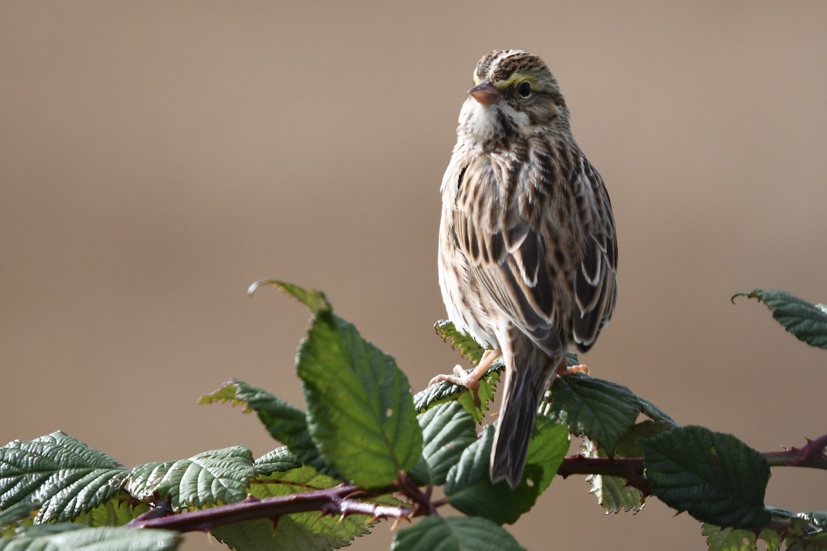 Пасовник савановий - ML277814221