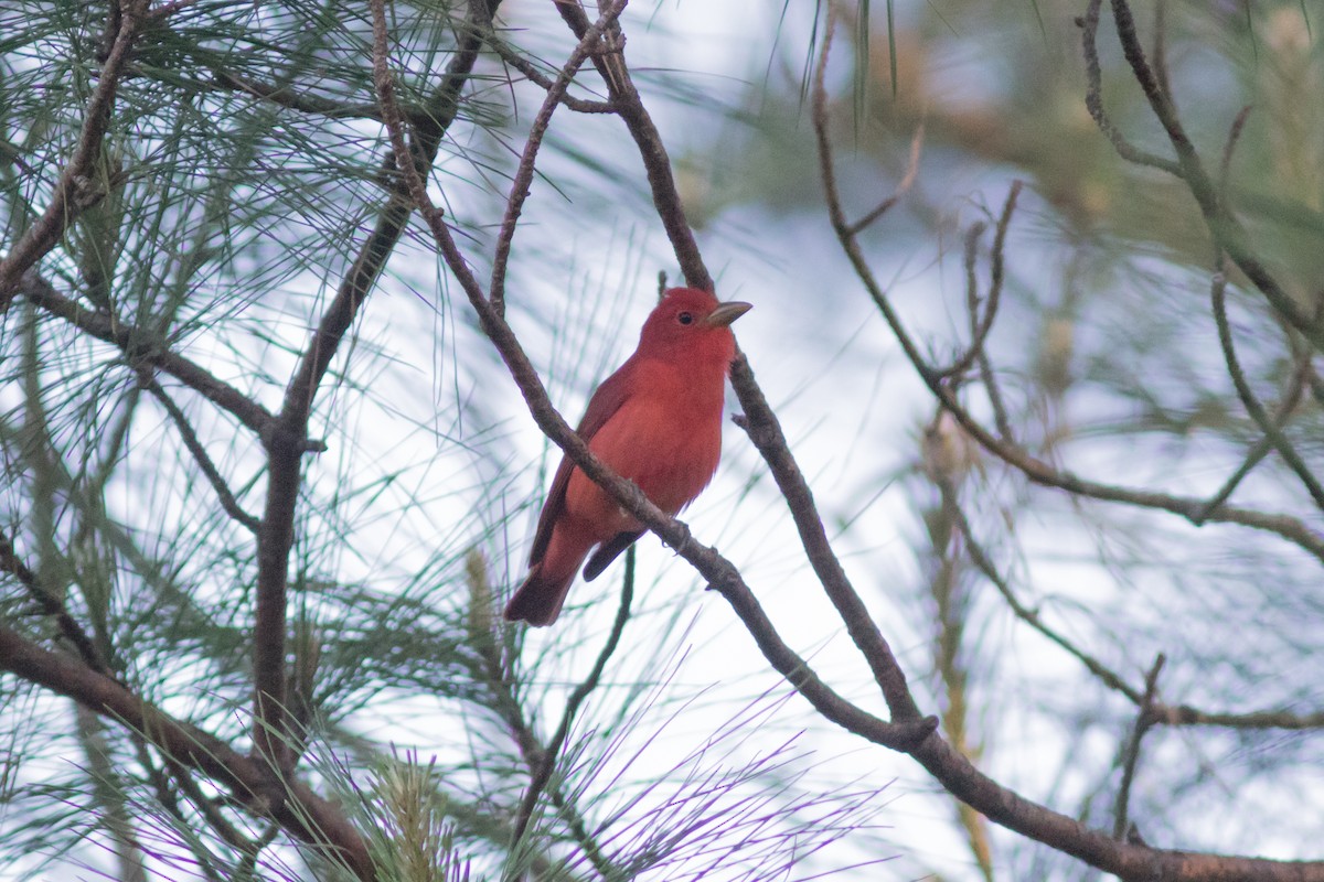 Summer Tanager - Steve Kelling