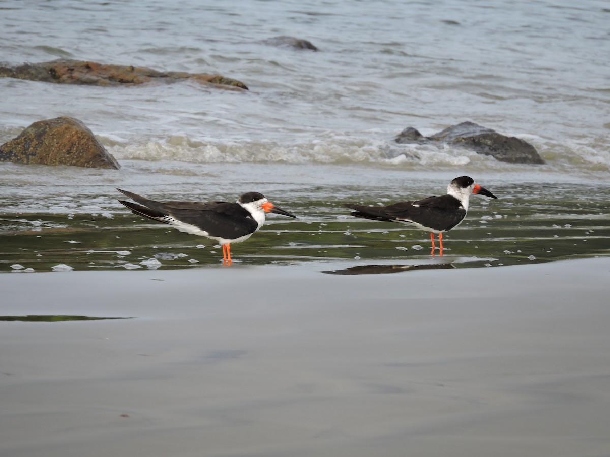 Black Skimmer - ML27781731