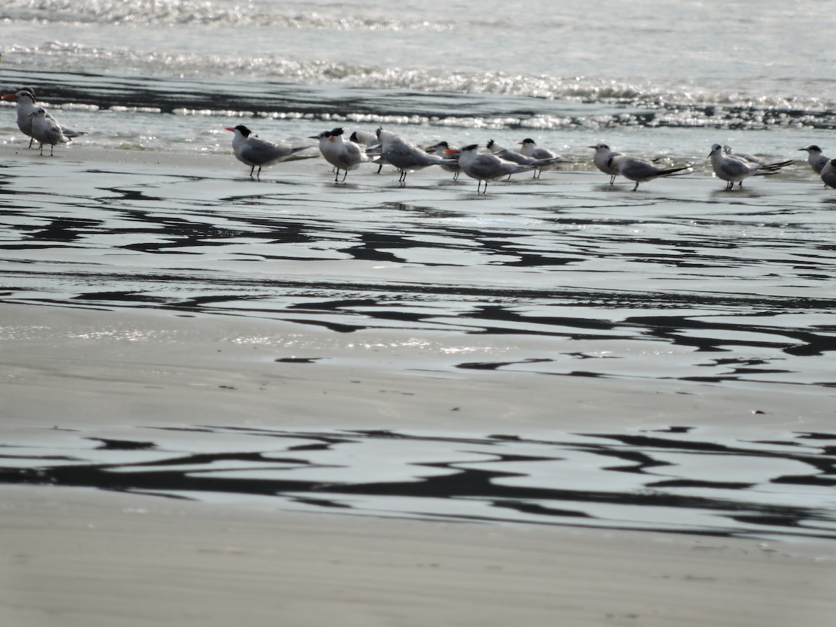 Sandwich Tern - ML27781771