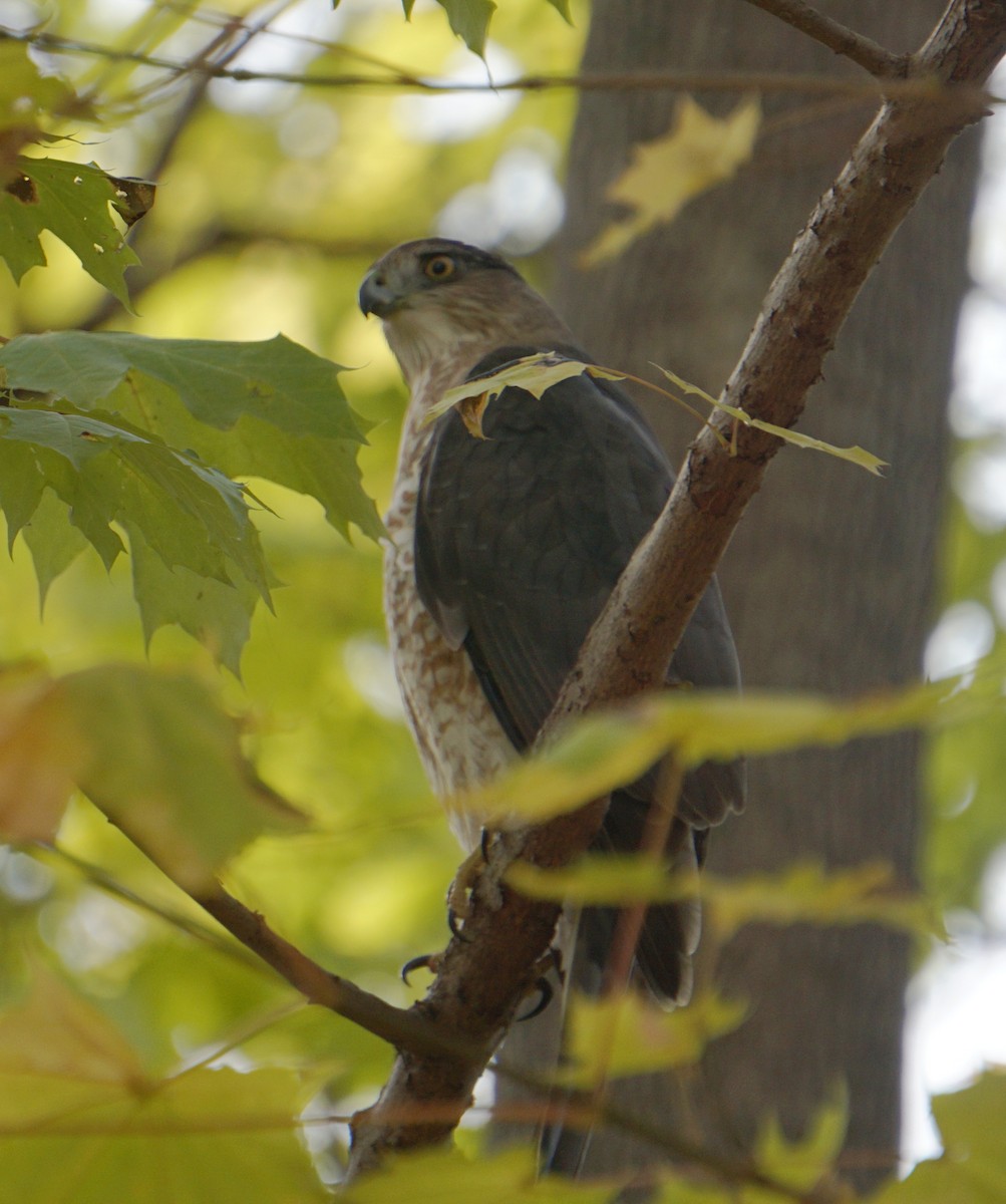 Cooper's Hawk - ML277818631