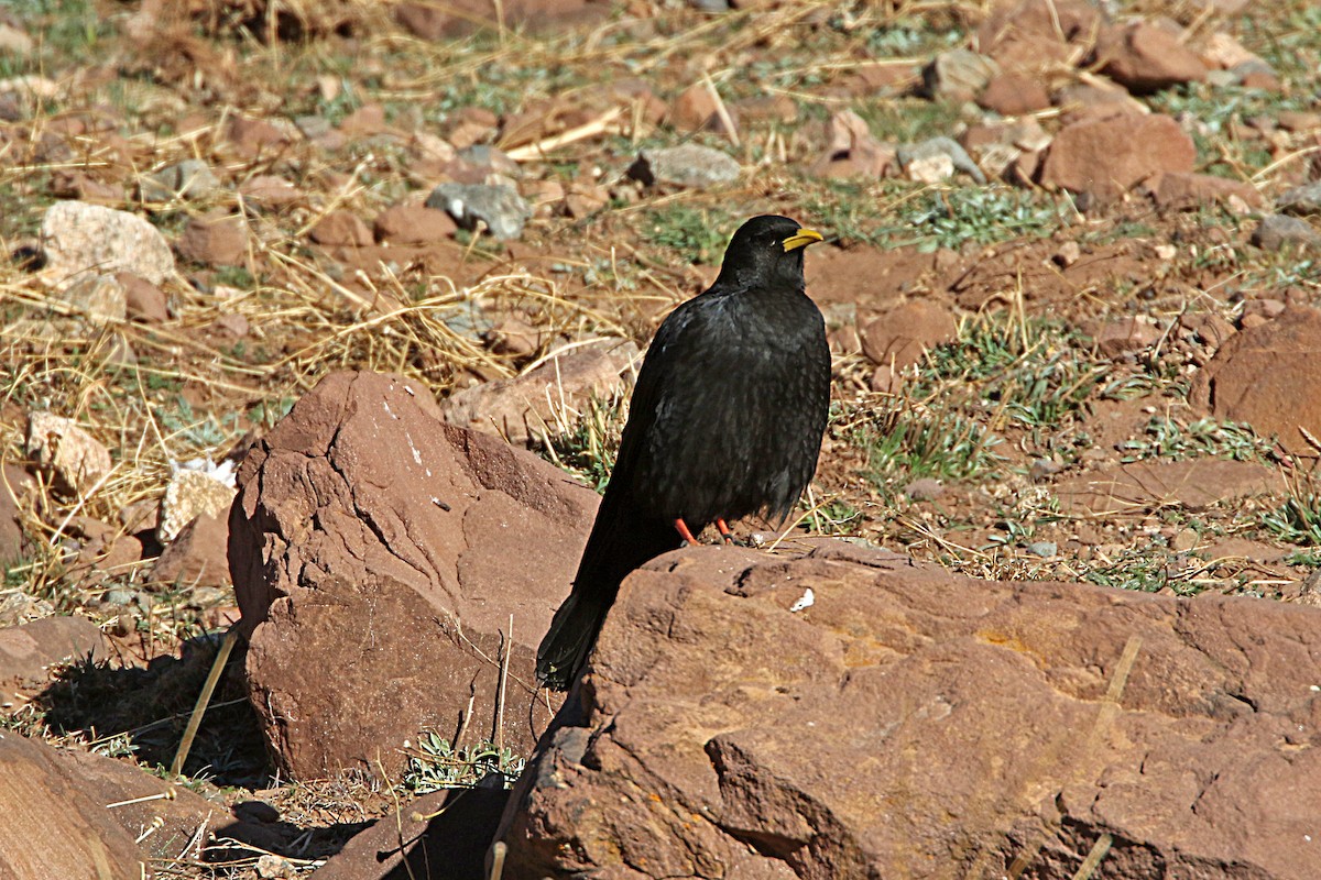 Yellow-billed Chough - Hans Petter Kristoffersen