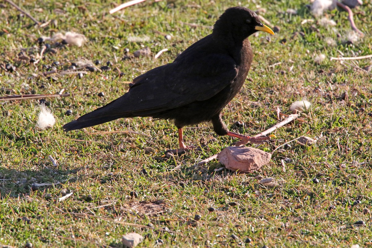 Yellow-billed Chough - ML277819261