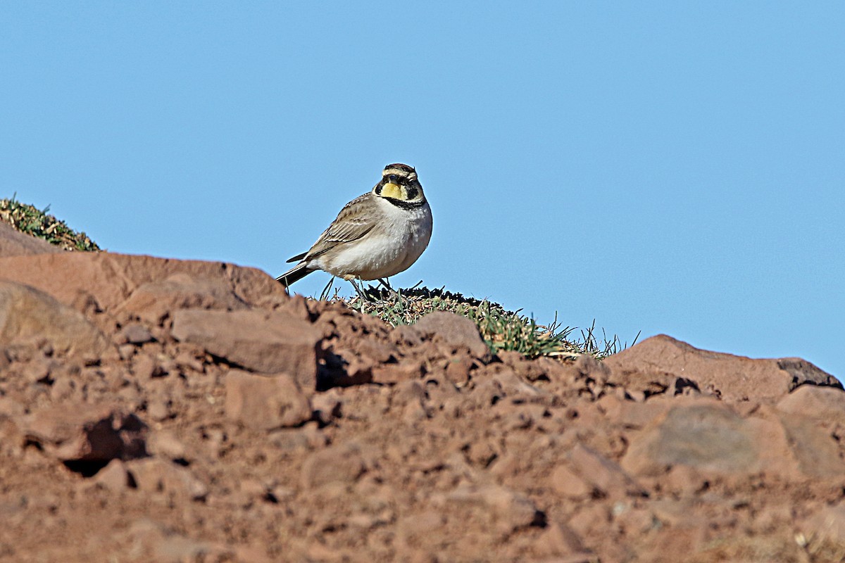 Horned Lark - ML277819311