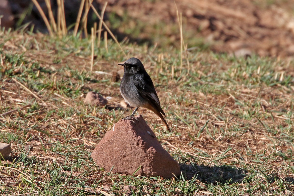 rehek domácí - ML277819391