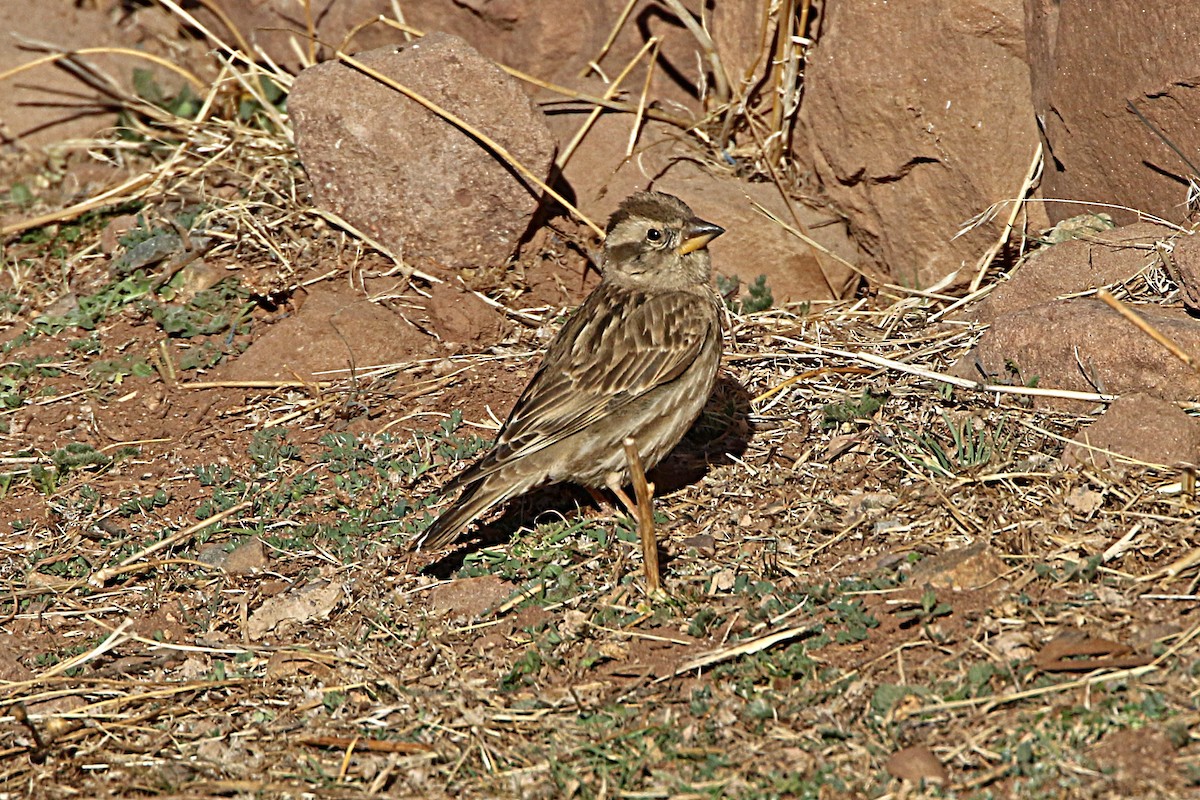 vrabec skalní - ML277819431