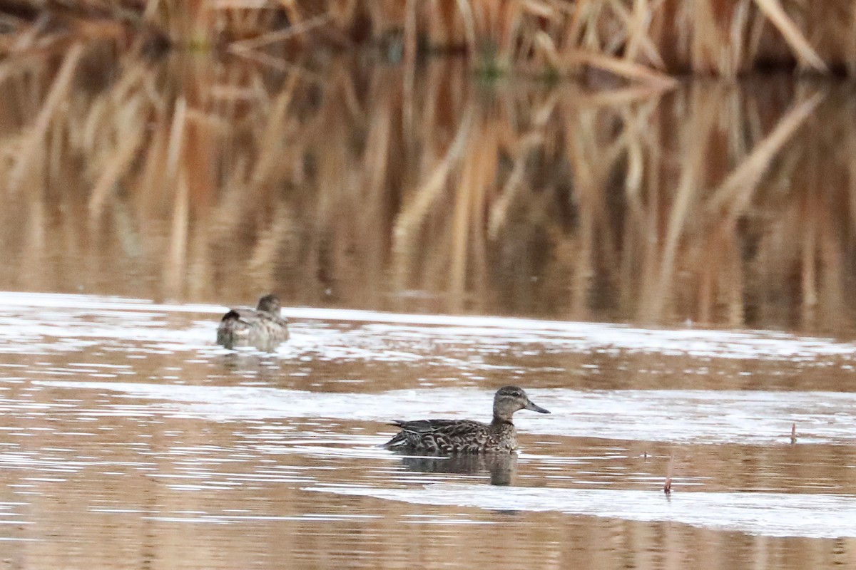 Green-winged Teal - ML277819471
