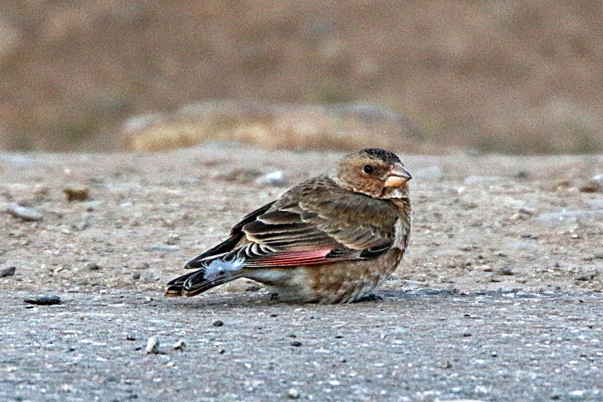 Crimson-winged Finch - Hans Petter Kristoffersen