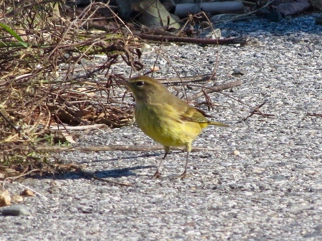 Palmenwaldsänger - ML277820071