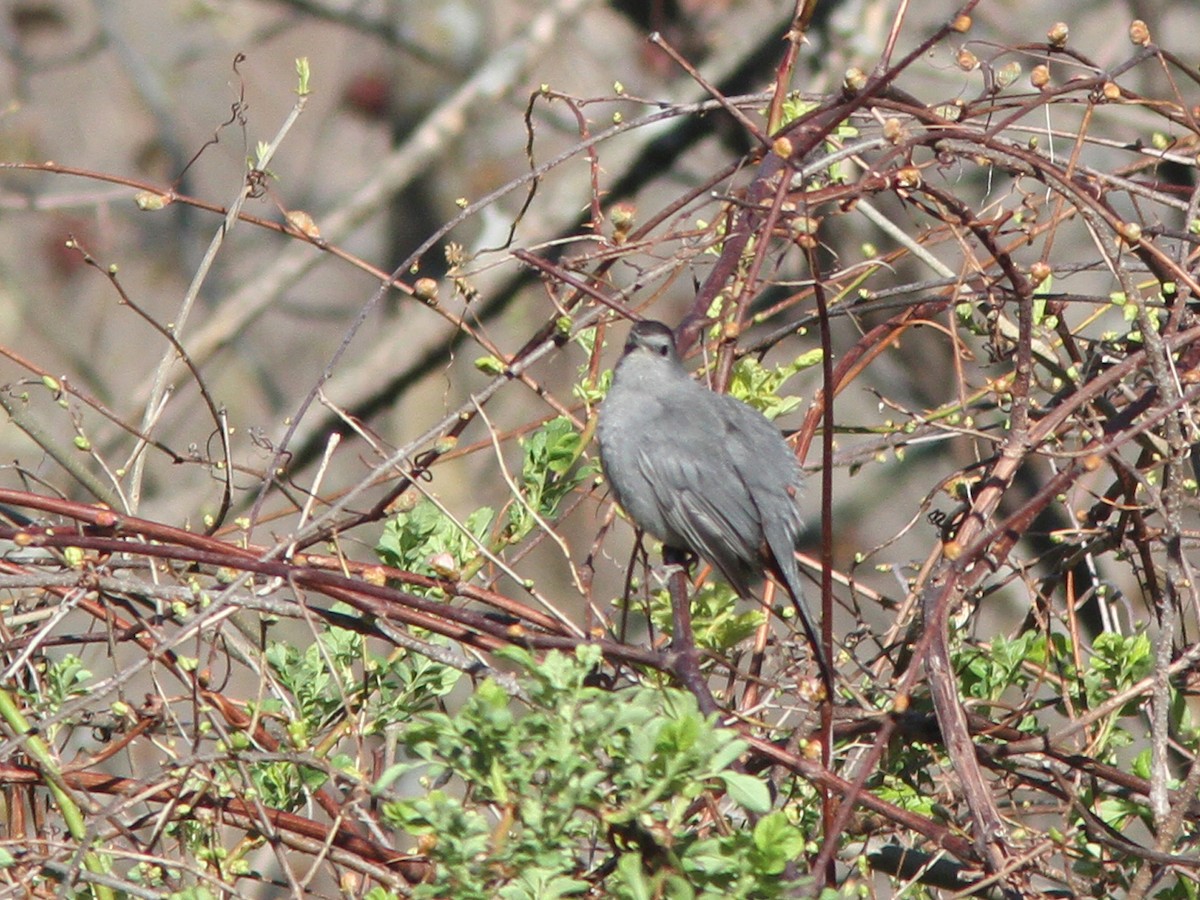 Pájaro Gato Gris - ML27782011