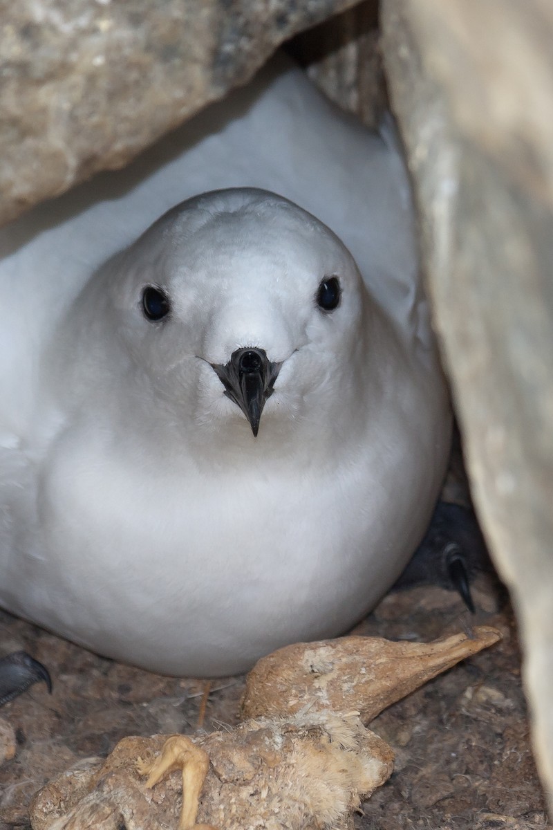 Snow Petrel - ML277820421