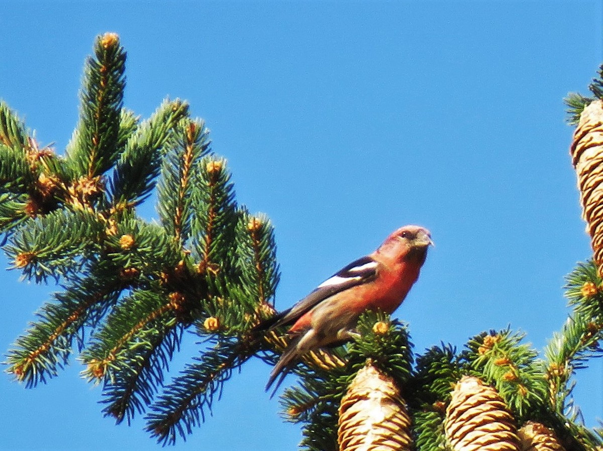 White-winged Crossbill - Holly Sweeney