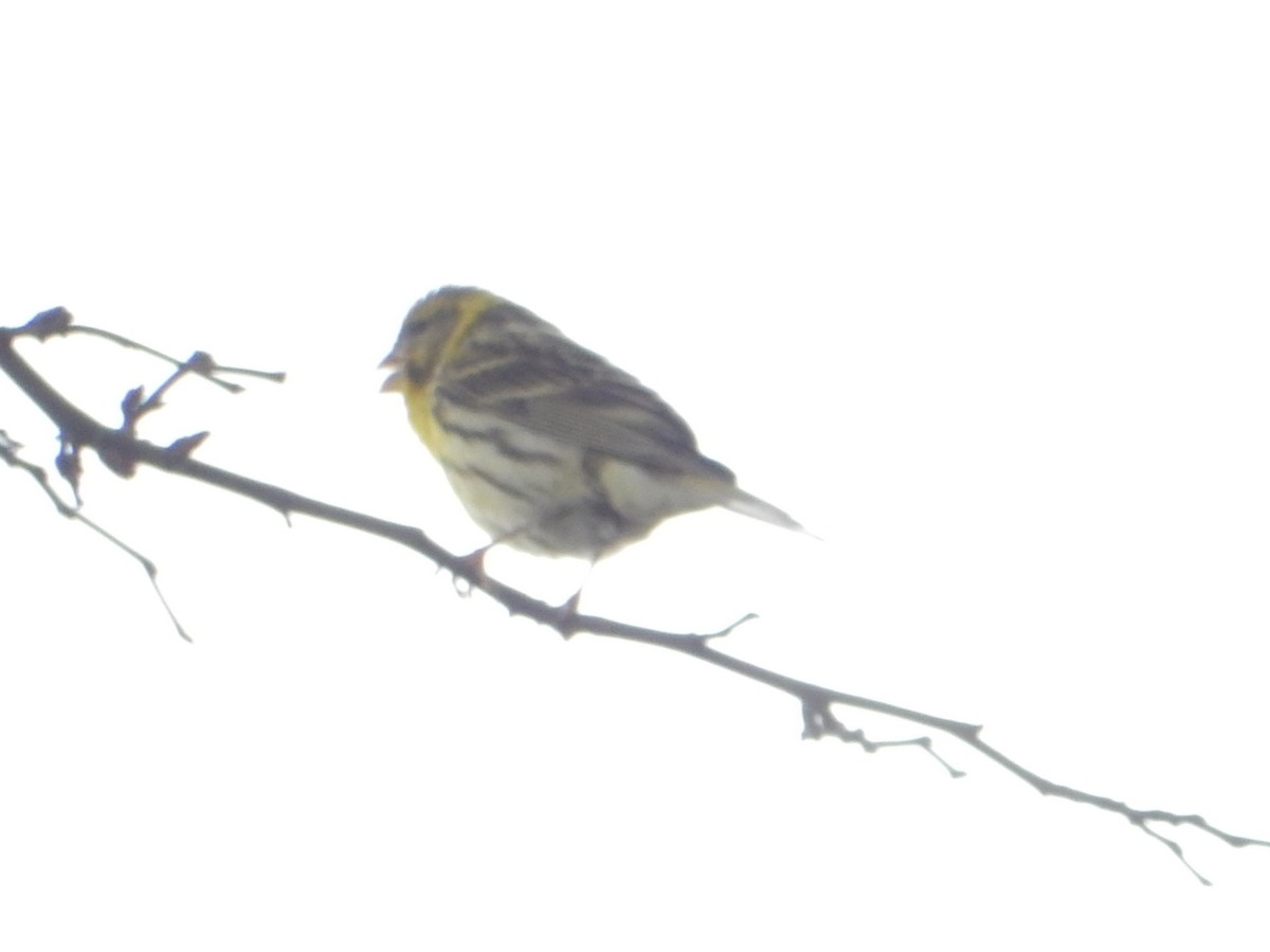 European Serin - ML277821881