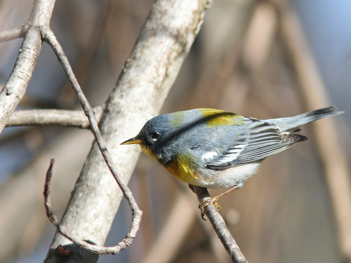 Northern Parula - Larry Therrien