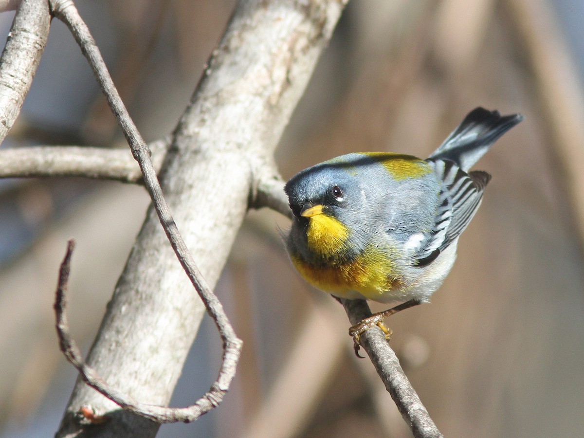 Northern Parula - ML27782321