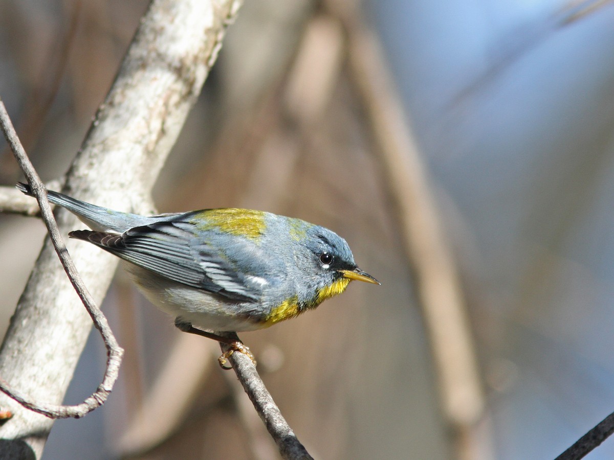 Northern Parula - Larry Therrien