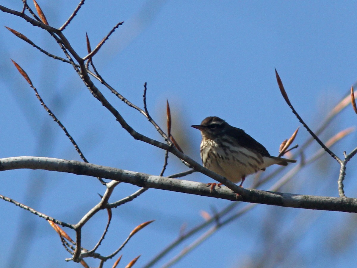 Louisiana Waterthrush - Larry Therrien