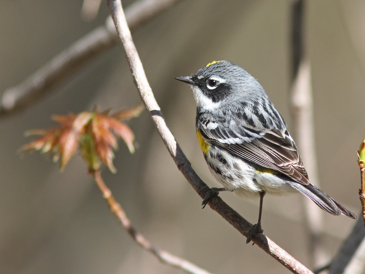 Yellow-rumped Warbler (Myrtle) - Larry Therrien