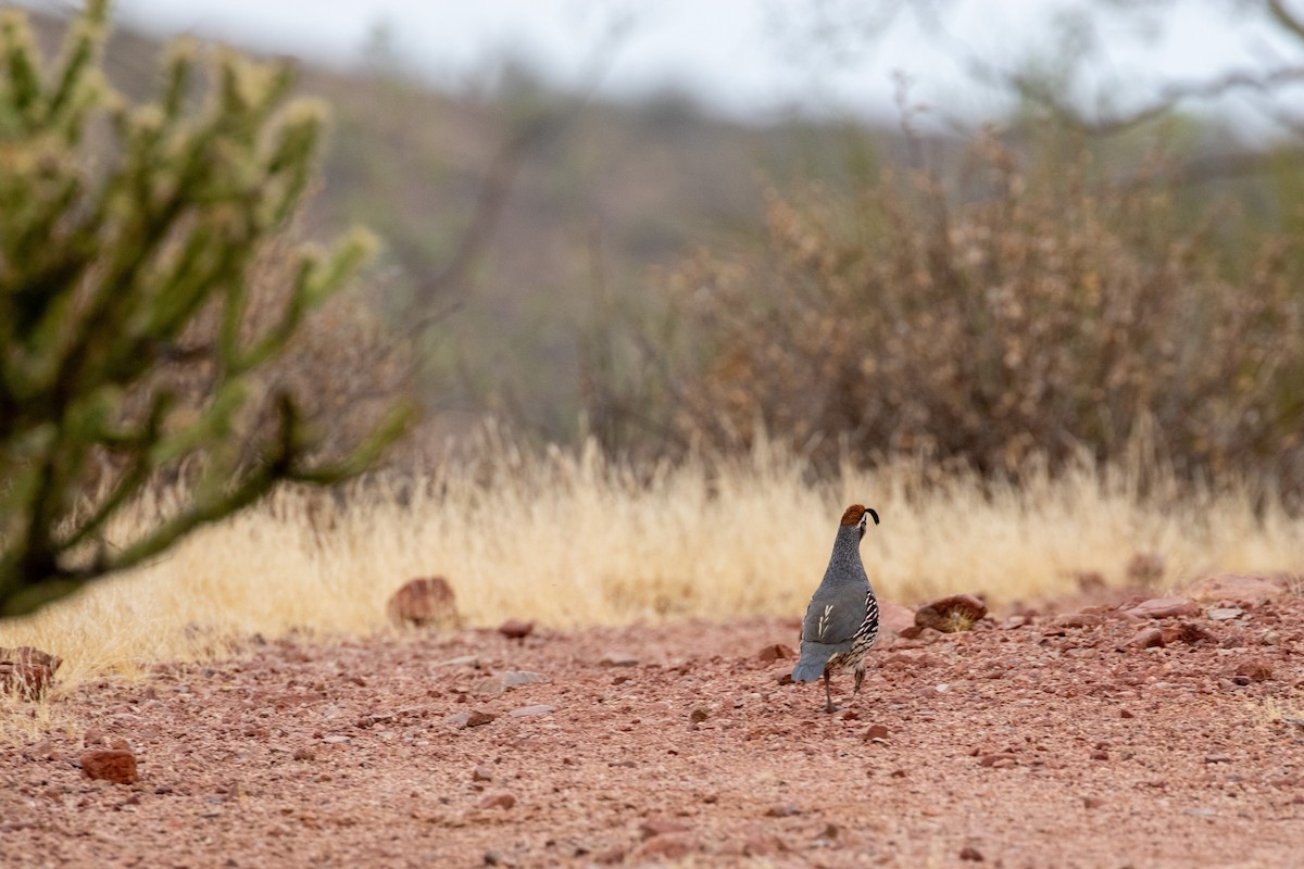 Gambel's Quail - ML277827541