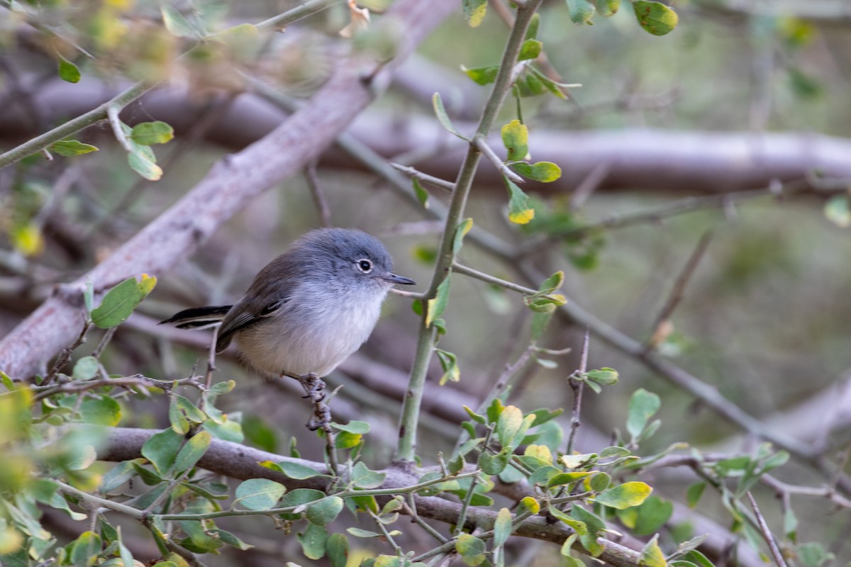 Black-tailed Gnatcatcher - Charles Robshaw