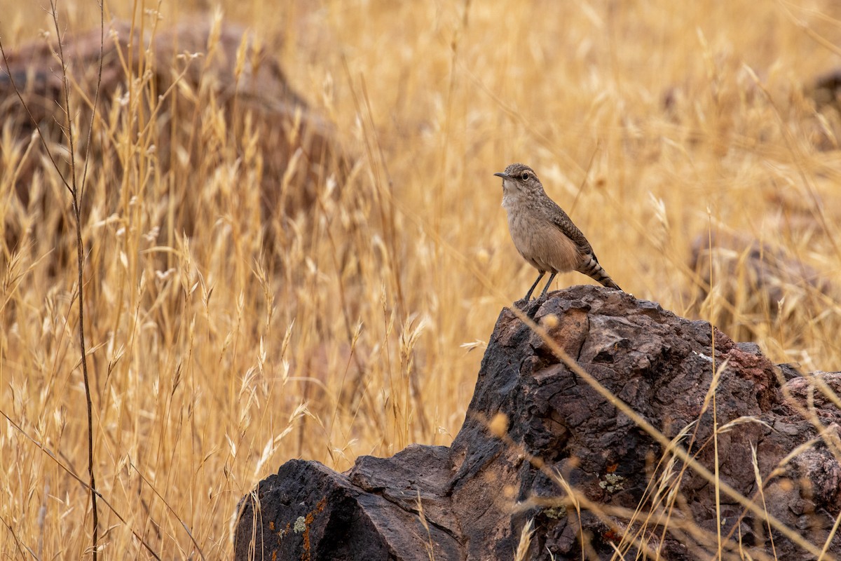 Rock Wren - ML277827781