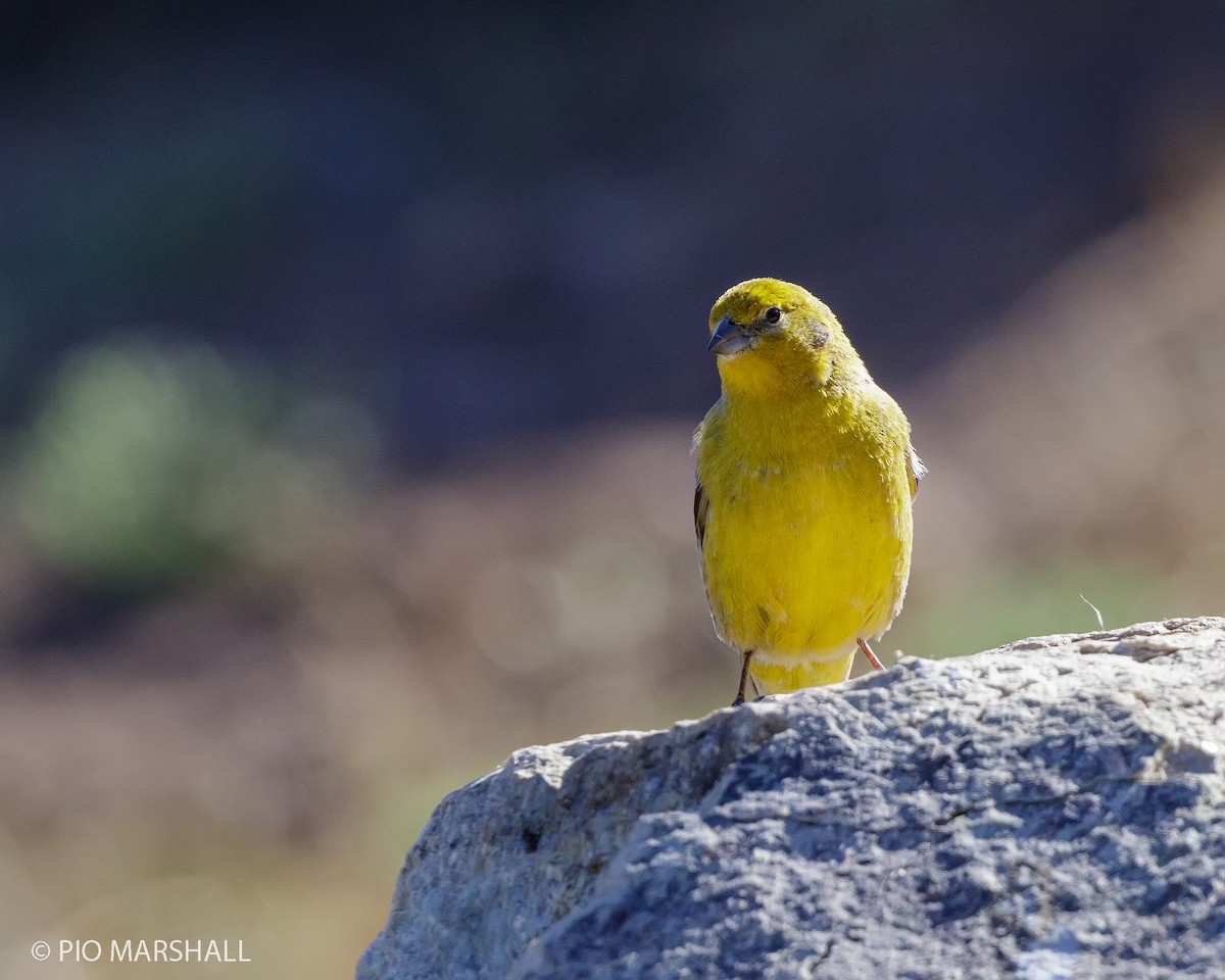 Greater Yellow-Finch - Pio Marshall