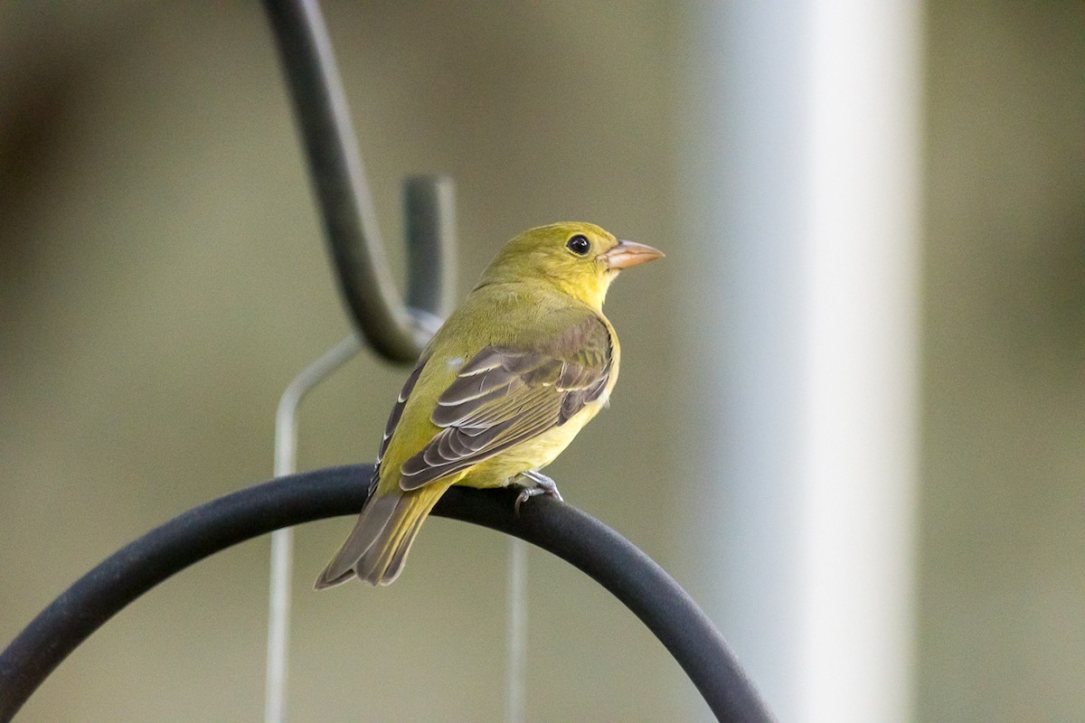 rødpiranga - ML277827971