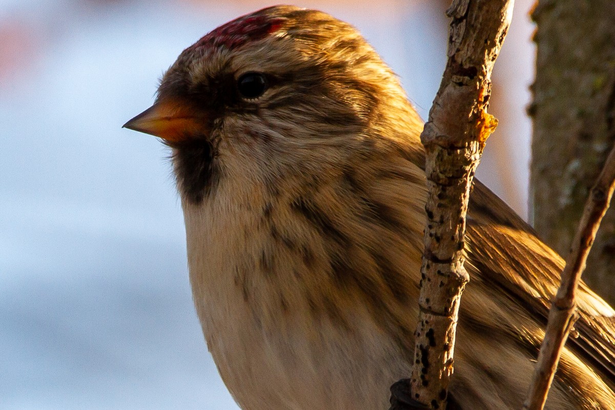Redpoll (Common) - ML277828281