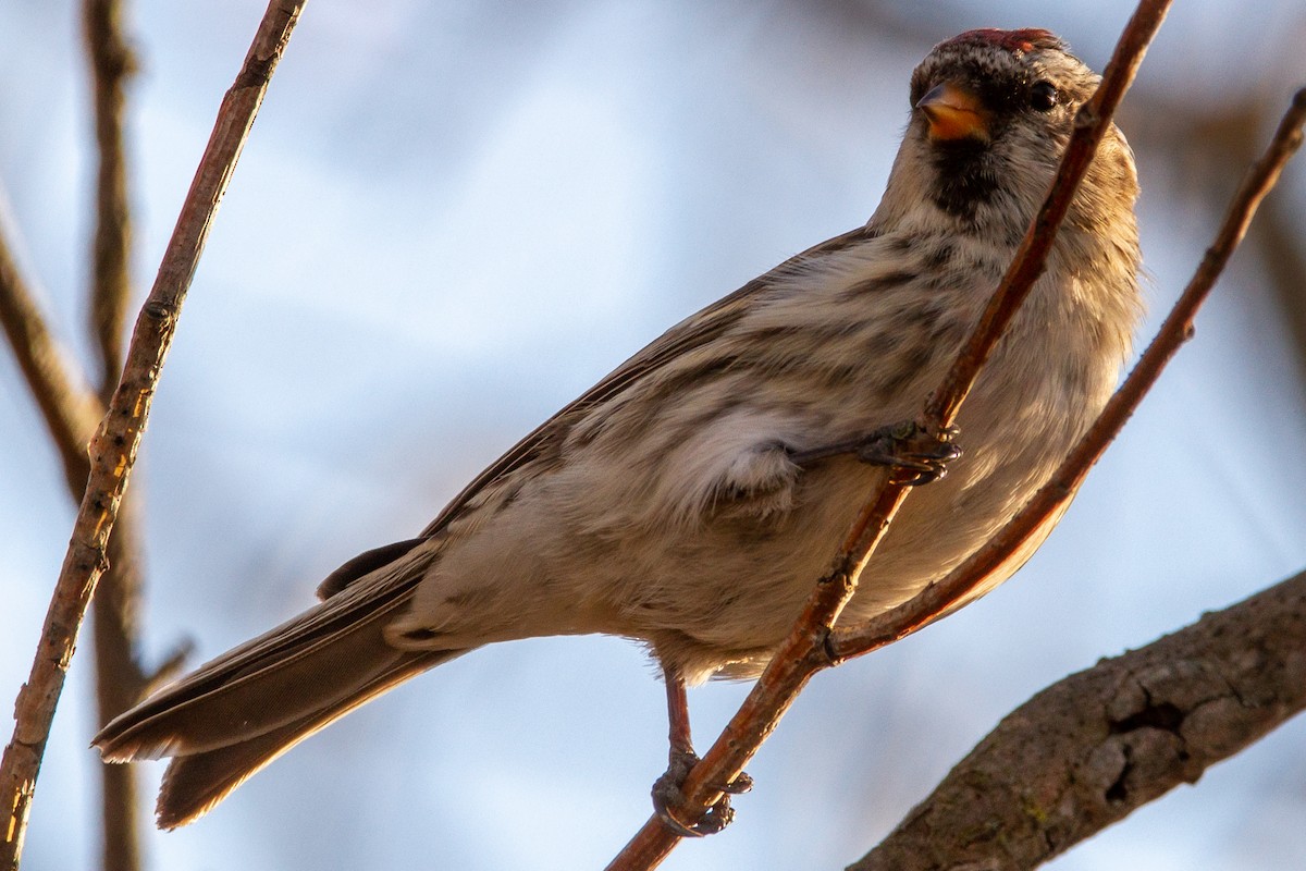 Redpoll (Common) - ML277828301