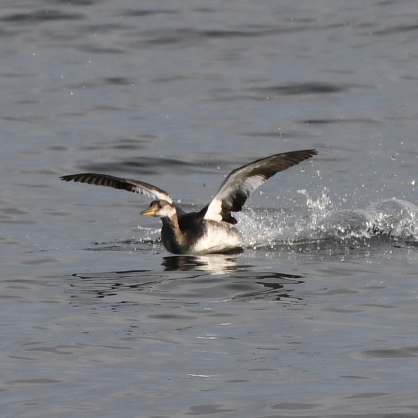 Red-necked Grebe - Brett Hillman