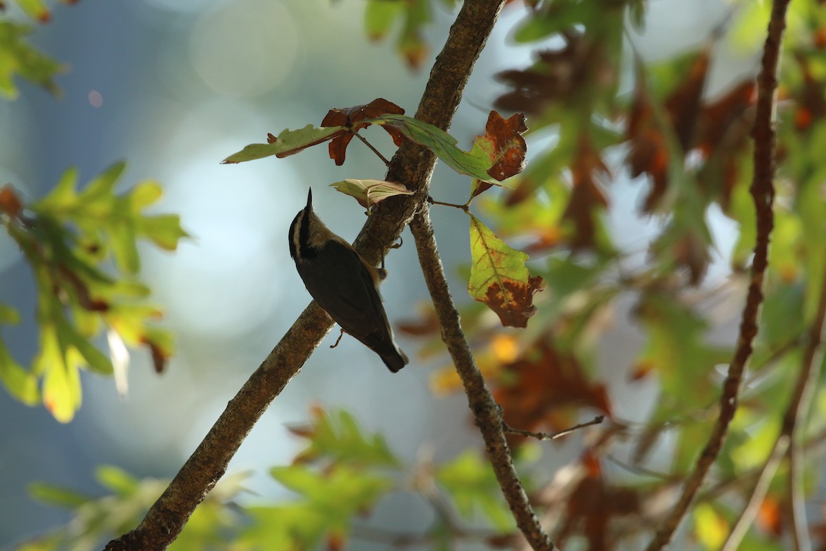 Red-breasted Nuthatch - ML277830151