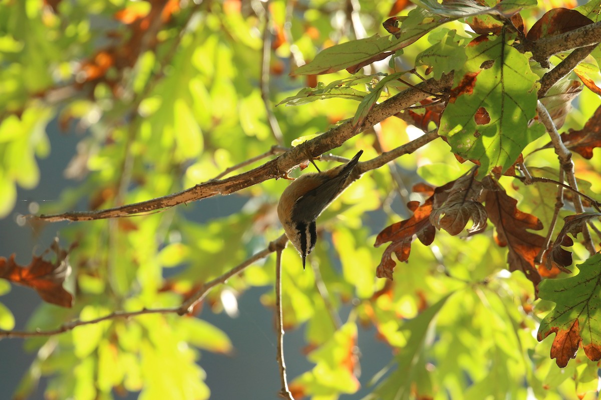 Red-breasted Nuthatch - ML277830181