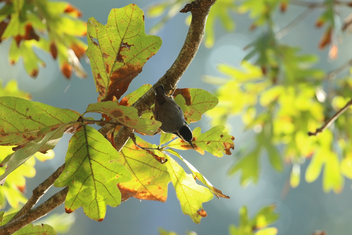 Red-breasted Nuthatch - ML277830201