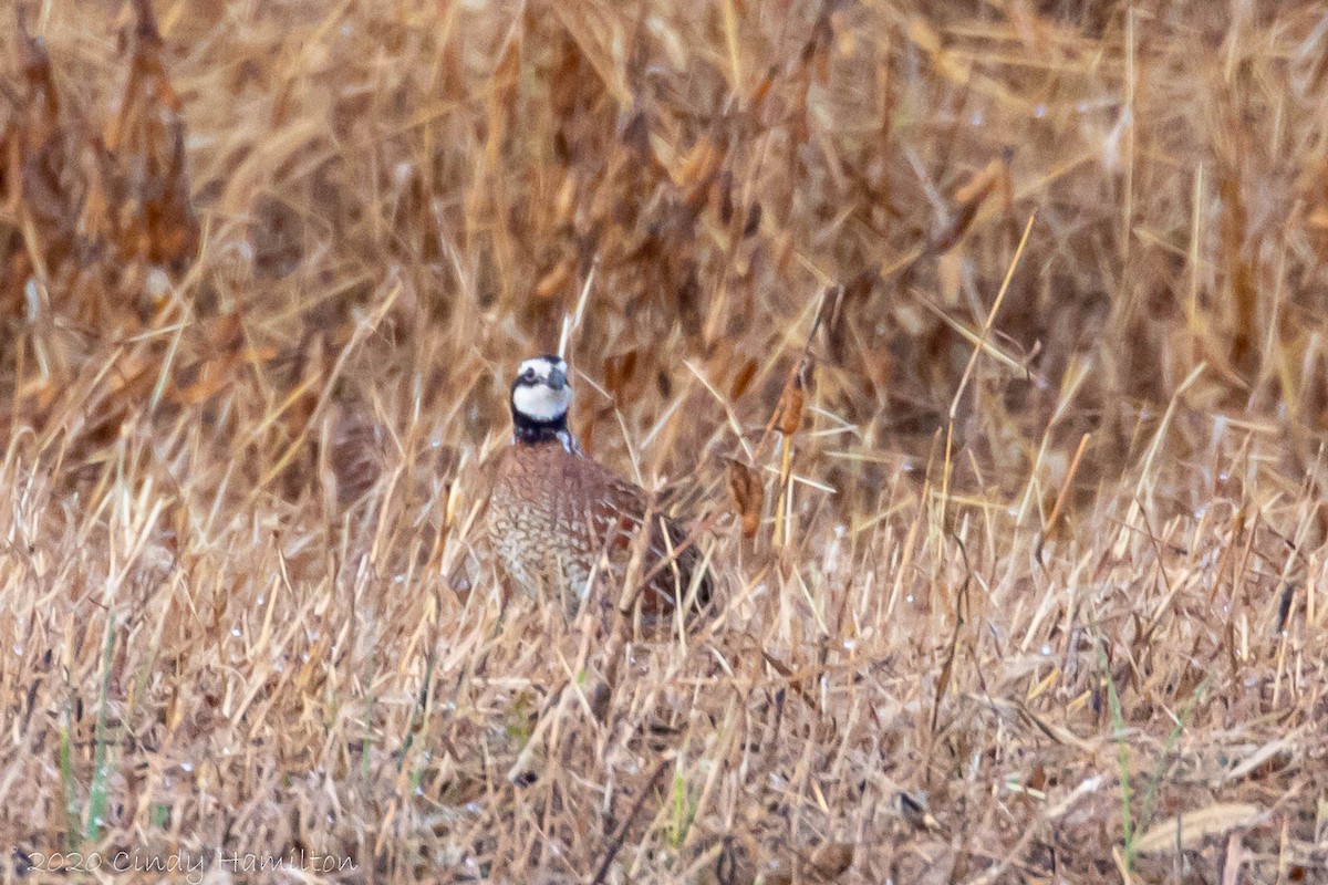 Northern Bobwhite - ML277830851