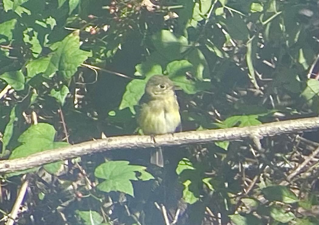 Western Flycatcher (Pacific-slope) - ML277830861