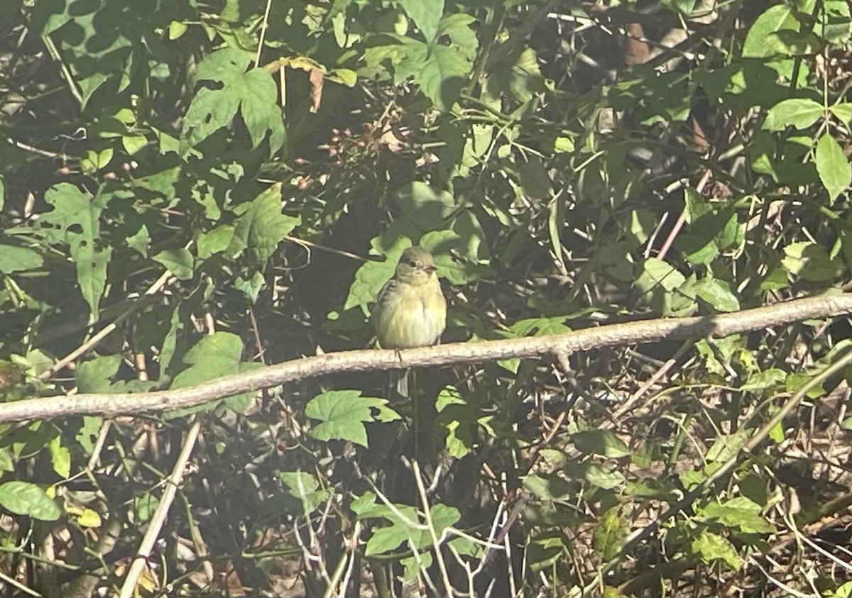Western Flycatcher (Pacific-slope) - ML277830871