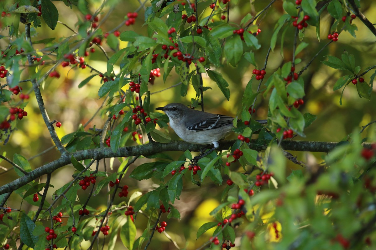 Northern Mockingbird - ML277831271