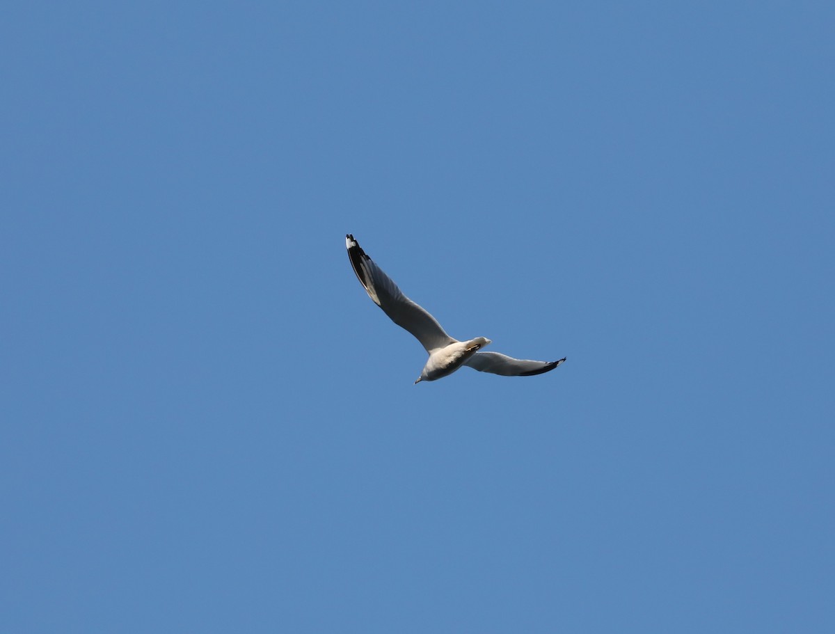 Ring-billed Gull - ML277832551