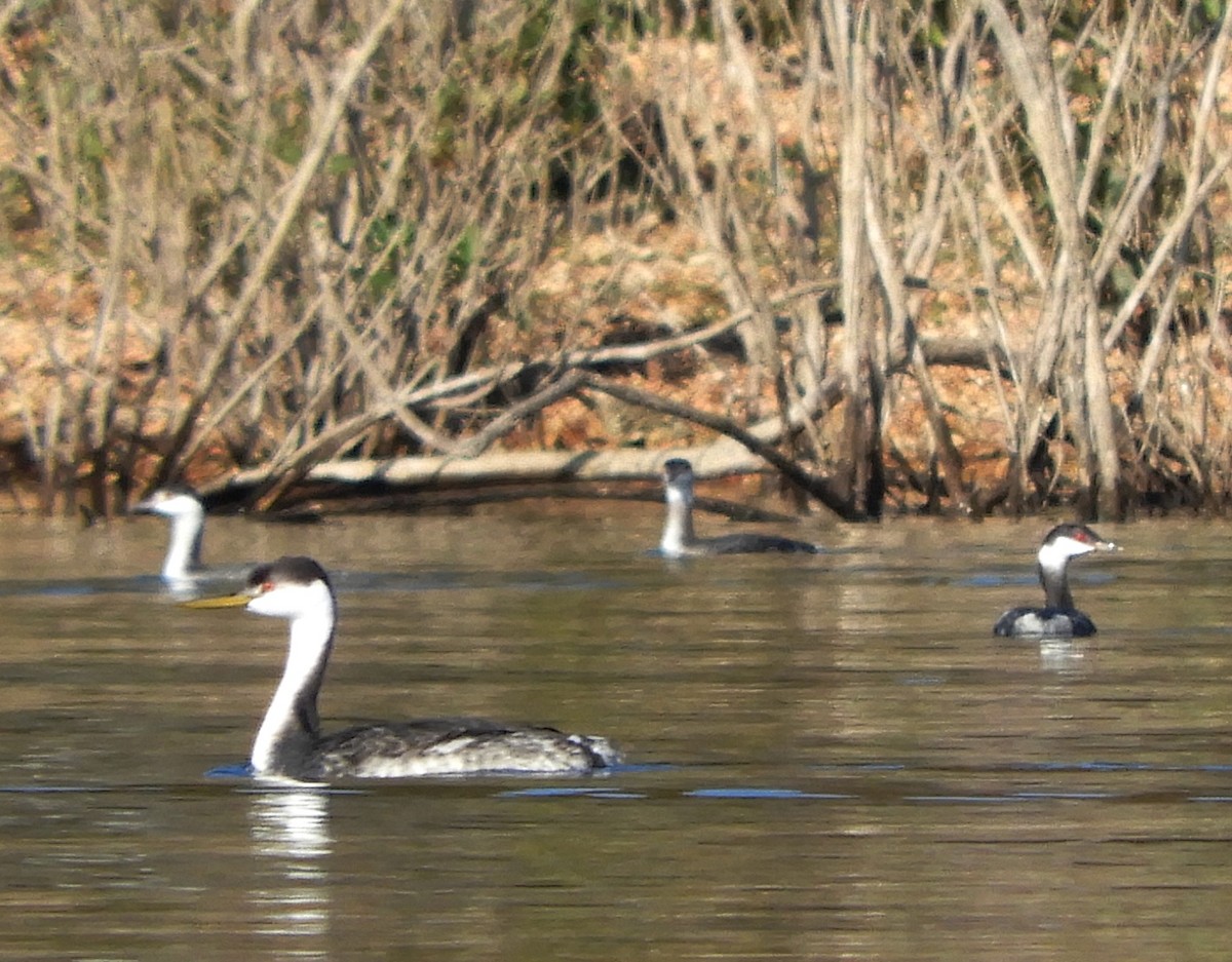 Western Grebe - ML277832751