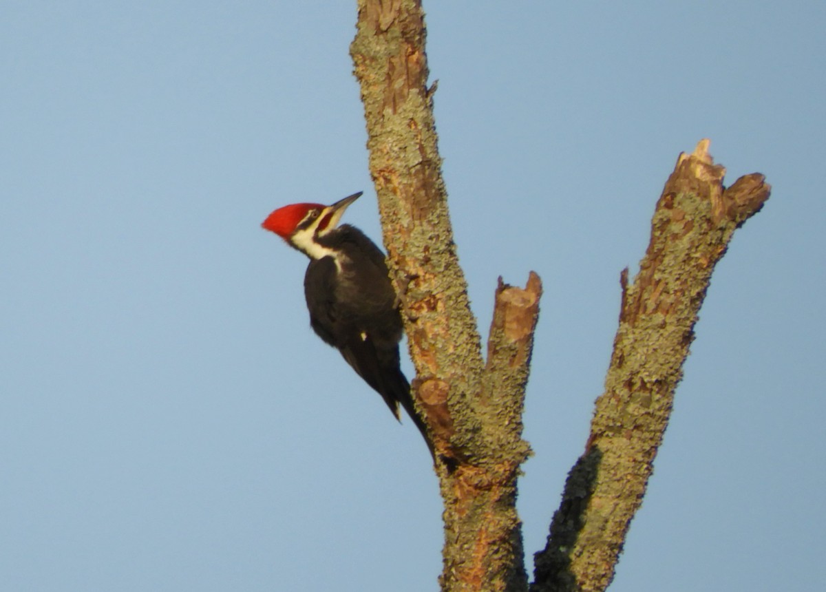 Pileated Woodpecker - Joe Neal