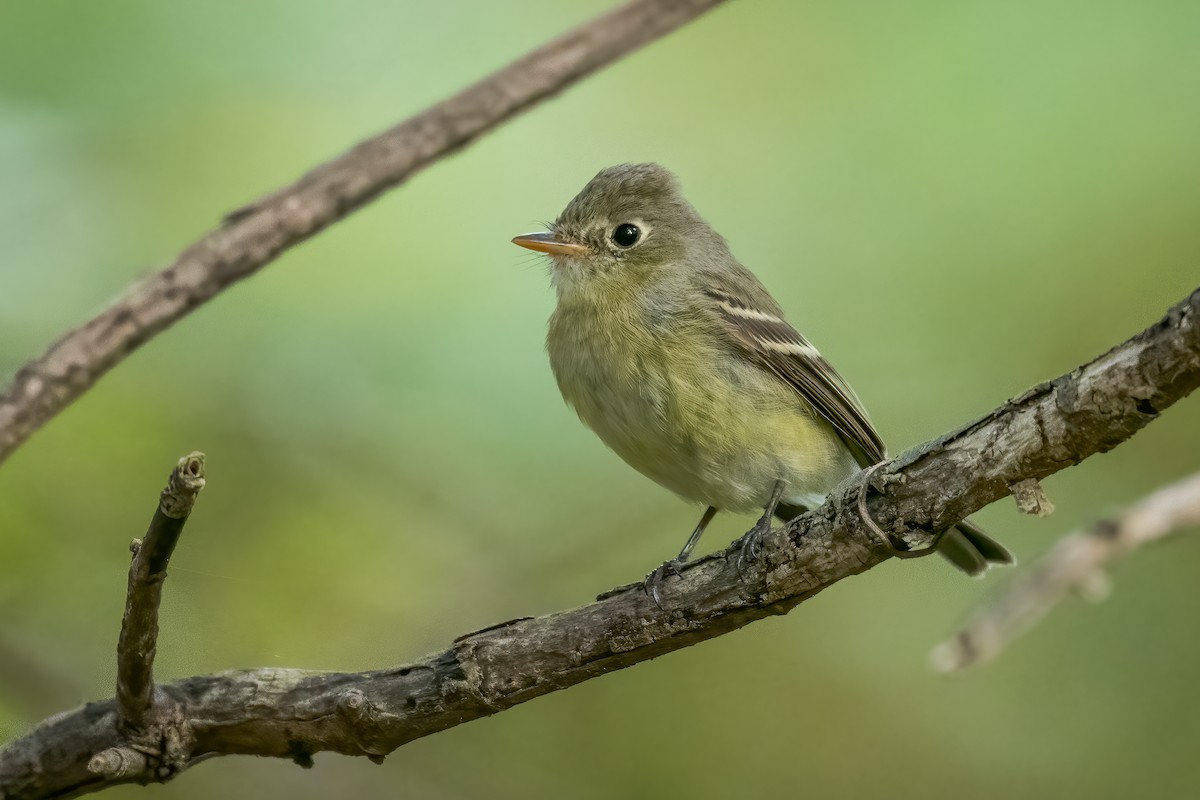 Western Flycatcher - ML277834181